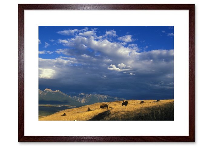 Buffalo Herd Animals Mammals Panorama Landscape